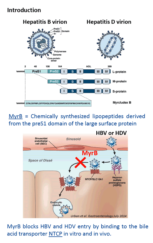 Strong Intrahepatic Decline Of Hepatitis D Virus RNA And Antigen After ...